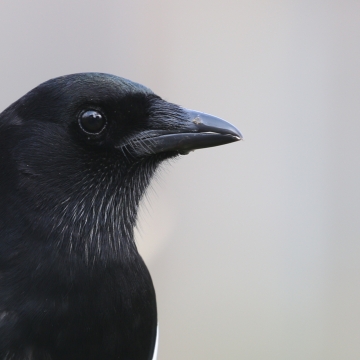 Oiseaux de campagne